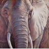 Elephant Canvas [978338]