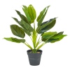 45cm Plant 4 Assorted [387711]