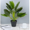 45cm Plant 4 Assorted [387711]