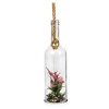 Glass Bottle With Plant [428357]