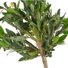 Olive Tree in Pot 94cm [882476]