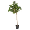 Olive Tree in Pot 94cm [882476]