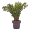 Palmtree in Brown Pot 30cm [704390]