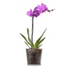 BOTANICA Glass Flower Pot/Vases