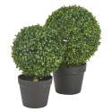 Artificial Buxus Plant In Pot