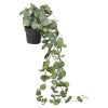 56cm Long Ivy Plant [607066]]