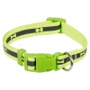Fluorescent Coloured Dog Collar