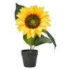 22cm Sunflower In Pot 2ASS [451979]