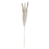 3 Pcs Pampas 100-115cm 4 ASS [853548]