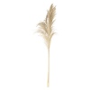 3 Pcs Pampas 100-115cm 4 ASS [853548]