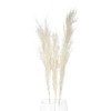 3 Pcs Pampas 100-115cm 4 ASS [853548]