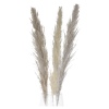 3 Pcs Pampas 100-115cm 4 ASS [853548]