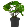 Pilea Plant In Pot 25cm [846038]