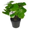 Pilea Plant In Pot 25cm [846038]