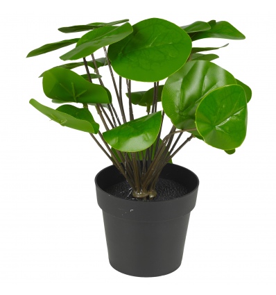 Pilea Plant In Pot 25cm [846038]