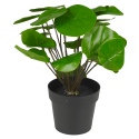 Pilea Plant In Pot 25cm [846038]