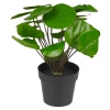 Pilea Plant In Pot 25cm [846038]