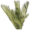 Artificial Fern Plant [387865]