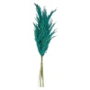 WIld Pampas Reed Plume 10 Pcs