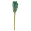 WIld Pampas Reed Plume 10 Pcs