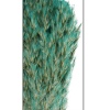 WIld Pampas Reed Plume 10 Pcs