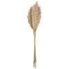 WIld Pampas Reed Plume 10 Pcs