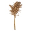 WIld Pampas Reed Plume 10 Pcs