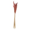 WIld Pampas Reed Plume 10 Pcs