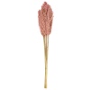 WIld Pampas Reed Plume 10 Pcs