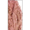 WIld Pampas Reed Plume 10 Pcs